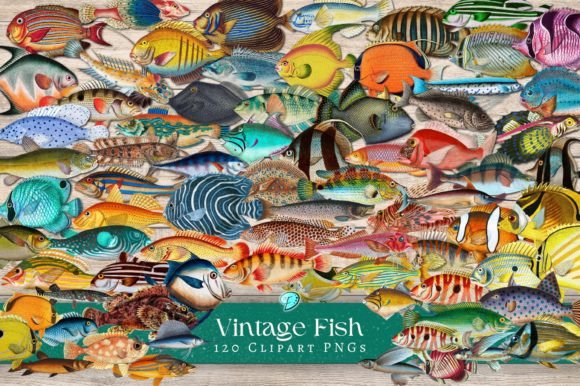 Download Vintage Fish Illustration Clipart PNGs - Illustration Collection
