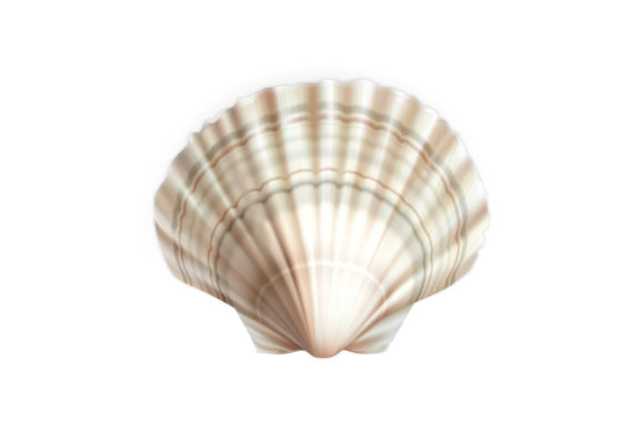 Download Scallop Shell Decorative Ocean Mollusk - Decorative Collection